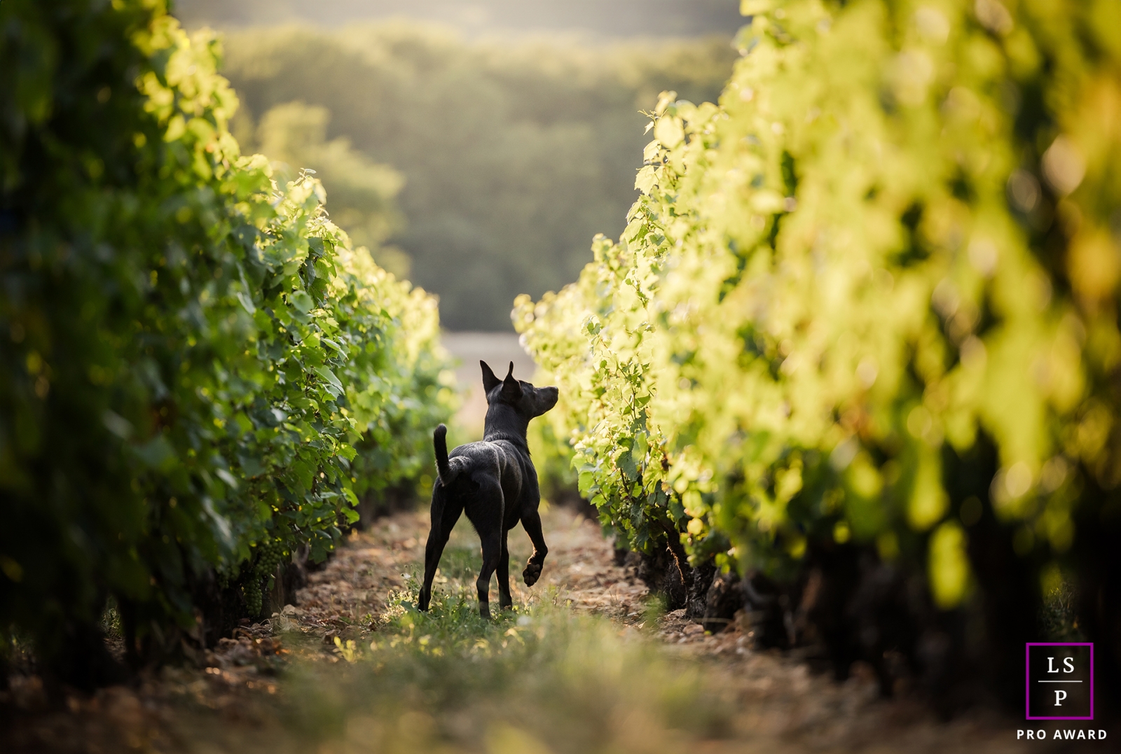 Ce portrait captivant d'un animal de compagnie capture un chien curieux à Lyon, en France, alors qu'il regarde son propriétaire explorer une autre rangée de vignes dans un vignoble.