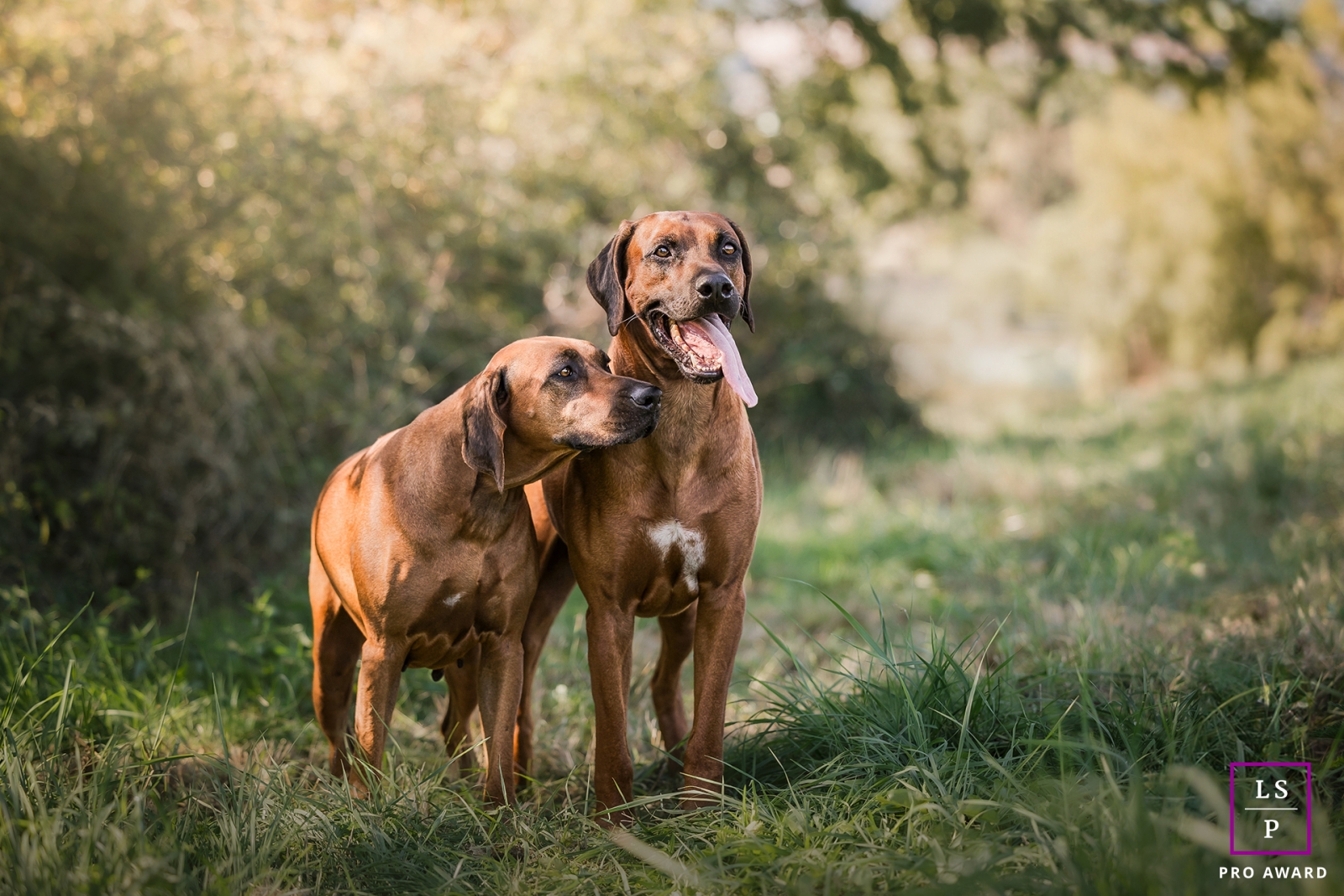 Este impressionante retrato do estilo de vida captura dois majestosos cães Rhodesian Ridgeback em Lyon, França, enquanto eles compartilham um momento de ternura verificando a respiração um do outro