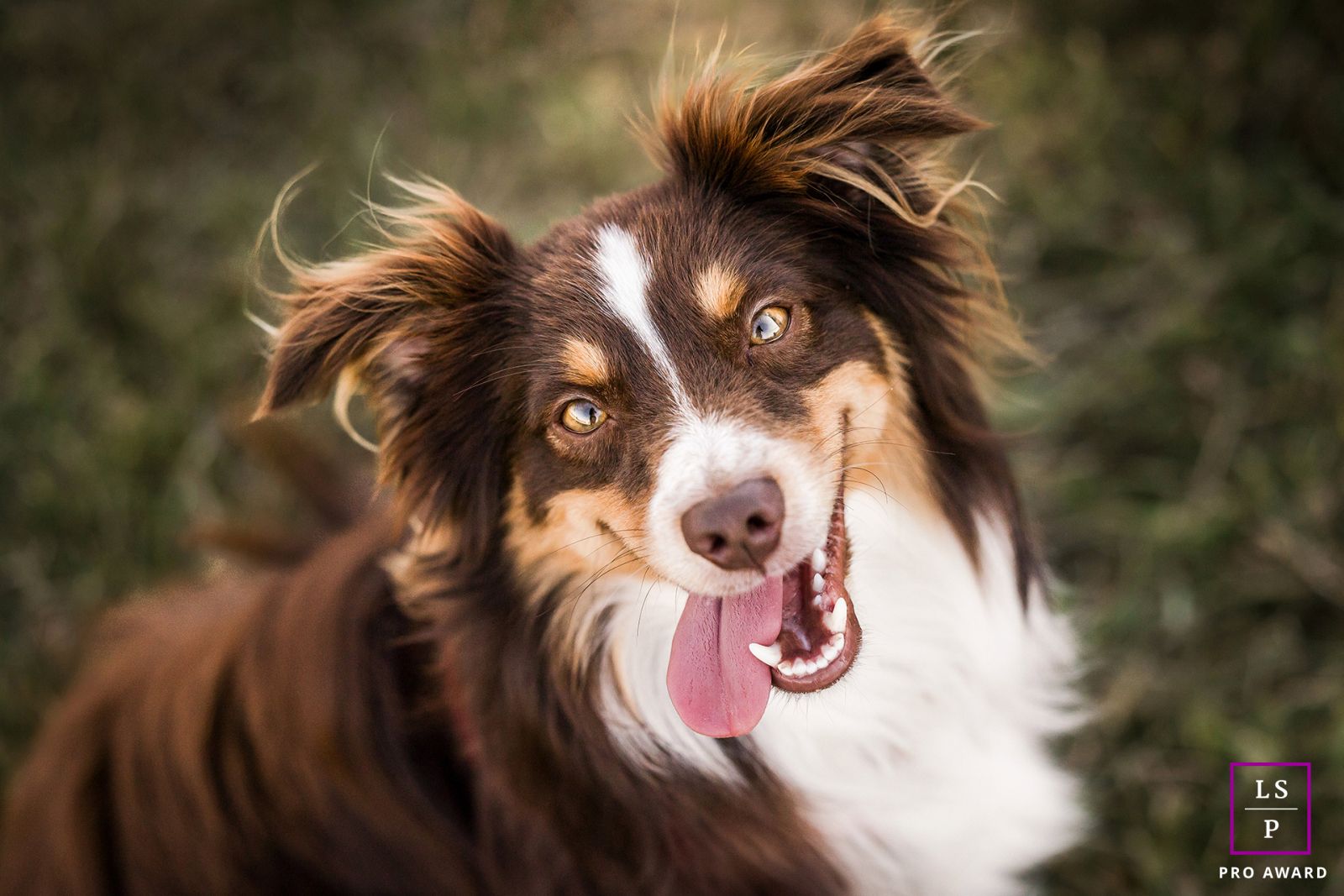 Vue ci-dessus d'un chien joyeux à Lyon, en France, rayonnant de bonheur et d'enjouement dans un superbe portrait d'animal de compagnie.