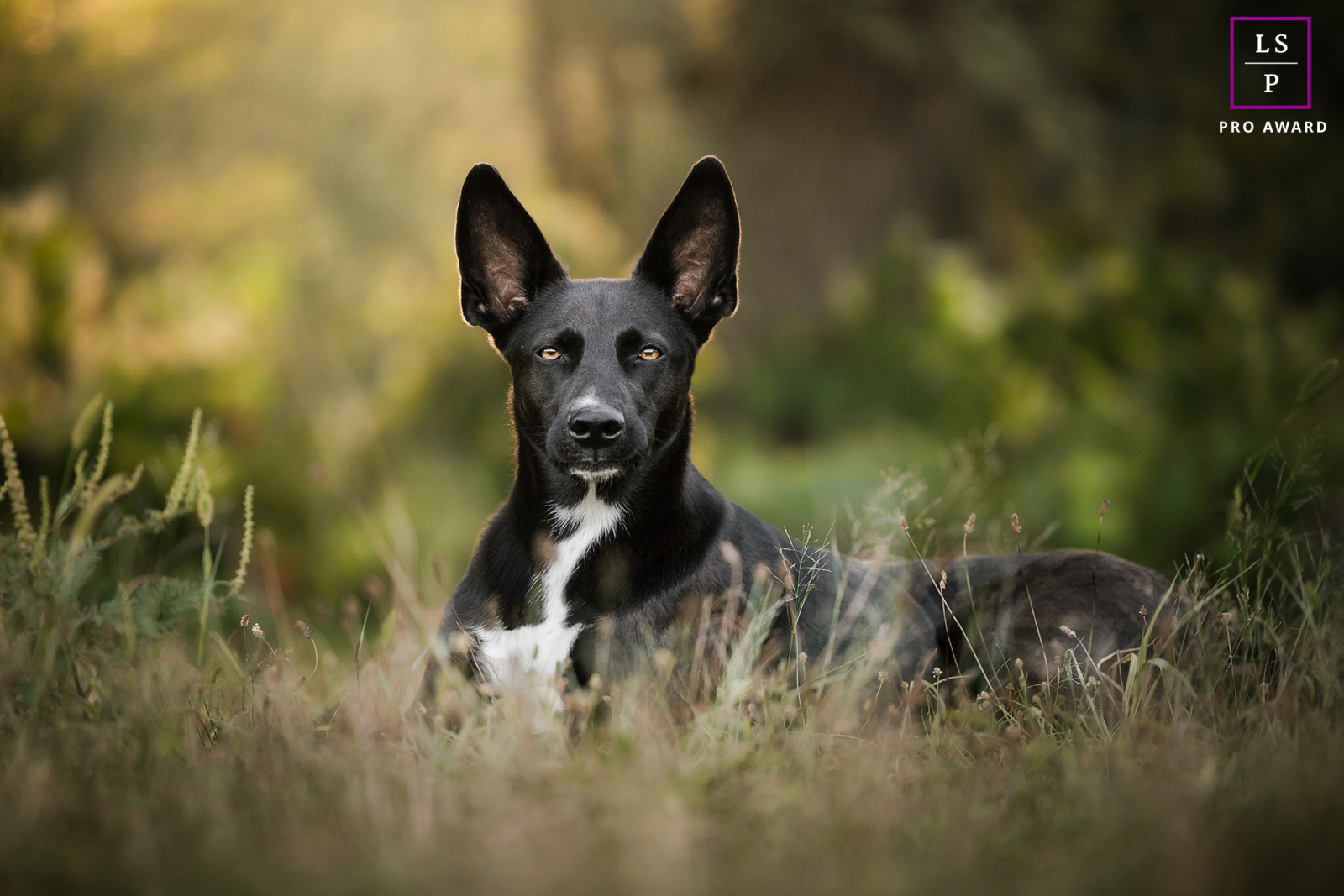 Un magnifique chien noir de Lyon, en France, capturé dans un portrait époustouflant. Il est paisiblement allongé et fixe l'objectif, dégageant un sentiment de confiance et de sagesse.