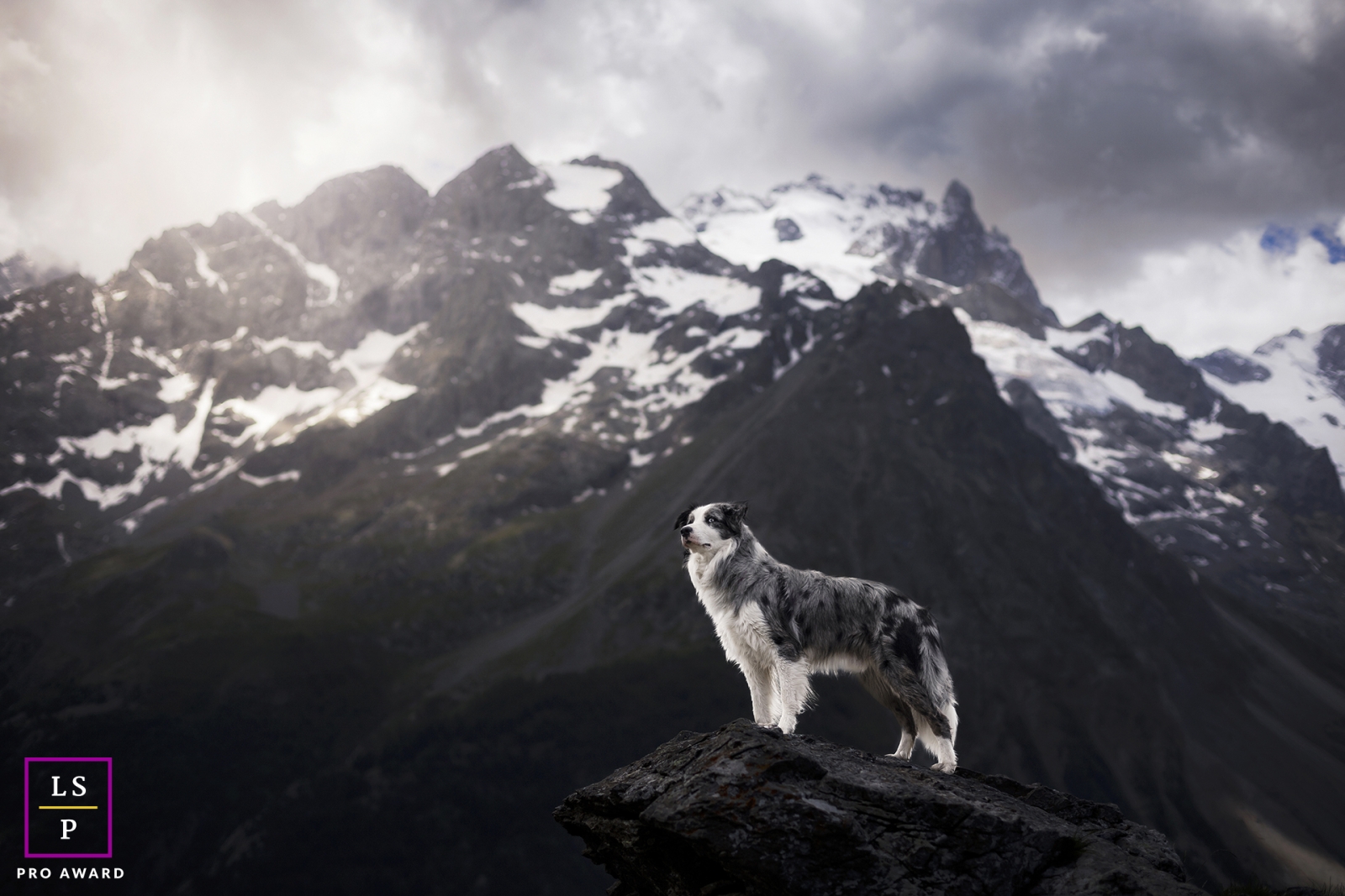 Numa cena pitoresca de Auvergne-Rhône-Alpes, França, um corajoso Border Collie está num promontório, olhando orgulhosamente para o majestoso cume de La Meije. Este retrato de animal de estimação captura a força e a determinação deste canino notável.