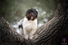 A Limoges Schapendoes posing in a tree for a pet portrait in Haute-Vienne