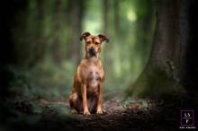 A Limoges dog in the forest stands tall for a portrait in the woods of Haute-Vienne