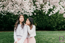 Two sisters spend time together beneath blooming cherry blossom trees during a springtime family lifestyle photography session in Seattle, Washington.