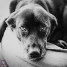 Na Alsace-Strasbourg, uma sessão de fotos de estilo de vida de animais de estimação rendeu um impressionante retrato em preto e branco da cabeça de um cachorro Um impressionante retrato em preto e branco da cabeça de um cachorro foi tirado na Alsácia-Estrasburgo para uma sessão de fotografia de estilo de vida de animais de estimação