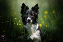 An enchanting forest backdrop sets the stage for a captivating lifestyle pet portrait featuring a playful Border Collie in Toulouse In this captivating pet portrait, a Border Collie frolics in an enchanting forest in Toulouse. Surrounded by lush tall grass and adorned with bursts of small yellow flowers, the scene captures the beauty of a lifestyle animal photo session.