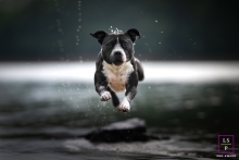 Energetic Staffordshire Bull Terrier in action-filled lifestyle pet portrait session captured in Toulouse In a lively photo captured during a pet portrait session in Toulouse, a purebred Staffordshire Bull Terrier, affectionately known as a Staffie or Stafford, showcases its energetic nature as it races towards the camera through shallow water.