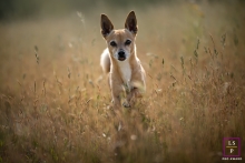 Charming Pet Portrait: Small Dog Takes Peaceful Stroll Through Golden-Hued Dry Grass in Toulouse's Lifestyle Animal Photo Session In this charming pet portrait from a lifestyle animal photo session in Toulouse, a small dog enjoys a peaceful stroll surrounded by tall, golden-hued dry grass, creating a warm and inviting scene.