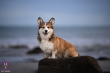This captivating lifestyle portrait by a photographer captures a charming pet portrait of a dog perched on a small rock on a picturesque beach in Bretagne, with the beautiful blue ocean in the background