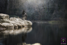 Winter Serenity: A Dog's Moment by the Lake in Saint Rémy de Provence A lifestyle pet photographer took a picture of a dog sitting on a rock by a lake in the winter at Saint Rémy de Provence, France as the sun was setting.