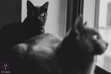 In Pescia, Toscana, Italia, two cats named Alice and Cooper are captured in black and white by a window. One cat looks directly at the camera, while the other gazes out the window, reflecting a moment of curiosity and contemplation.