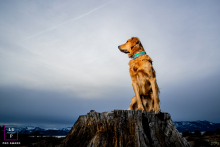 Golden Retriever's Curious Gaze: Embracing the Scenic Tranquility of Lake Tahoe from a Tree Stump Adorable Golden Retriever sitting on a large cut tree stump, gazing out over the scenic landscape of Lake Tahoe, Nevada. The image captures the dog's curious demeanor in a tranquil, natural setting.