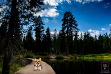 Corgi lounging atop a dam by the water in Tahoe City, California. Captured by a photographer, the image highlights the corgi bathed in natural light, reflecting a peaceful and picturesque scene.