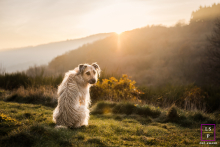 A Beaujolais, France pet portrait shows a dog sitting looking back at the viewer in a scenic landscape.