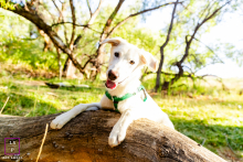 A happy dog sits on a fallen log in Reno, Nevada, surrounded by trees and grass.