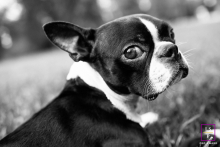 Black and white pet portrait in Saratoga, California; dog with big eyes looking over shoulder.