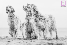 Three Dogs Stand Together On Windswept Beach In Kijkduin Netherlands Three dogs stand together on a windswept beach, their fur blowing in the coastal breeze at Kijkduin, the Netherlands.